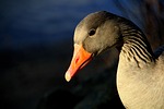 animal, gander, greylag goose