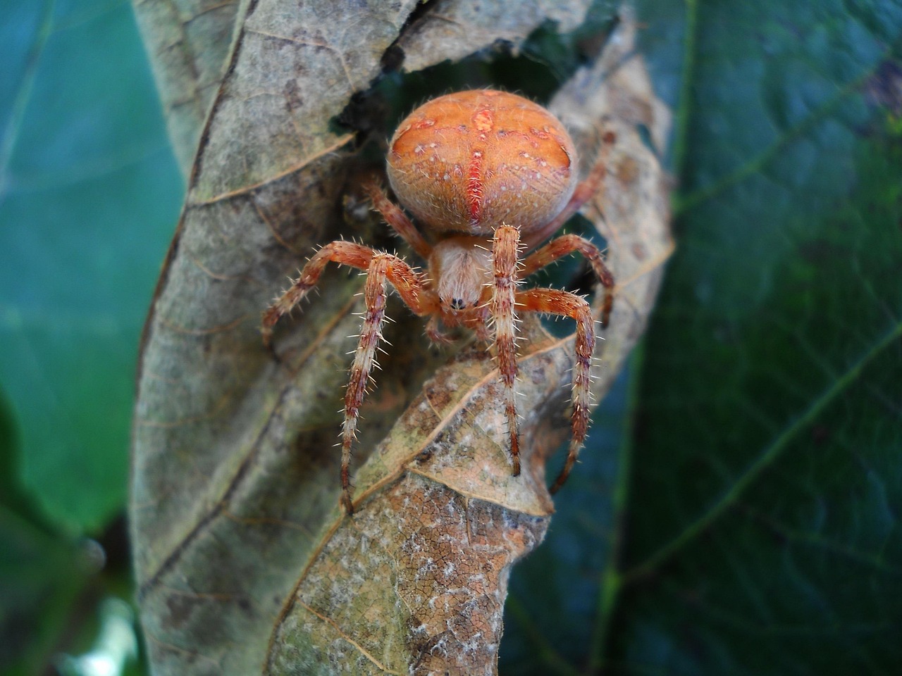 Suamer Insect Insect Summer Nature - Free photo on Pixabay - Pixabay