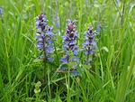 pointed flower, ajuga günsel, ajuga reptans