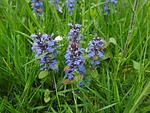 pointed flower, ajuga günsel, ajuga reptans