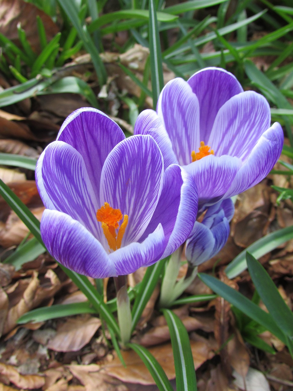 Spring Forward Free photo on Pixabay Pixabay