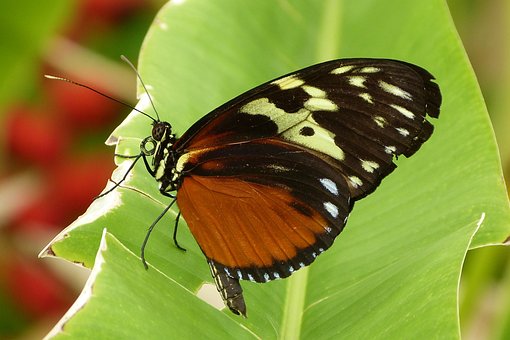 Mariposa, Naturaleza, Bug