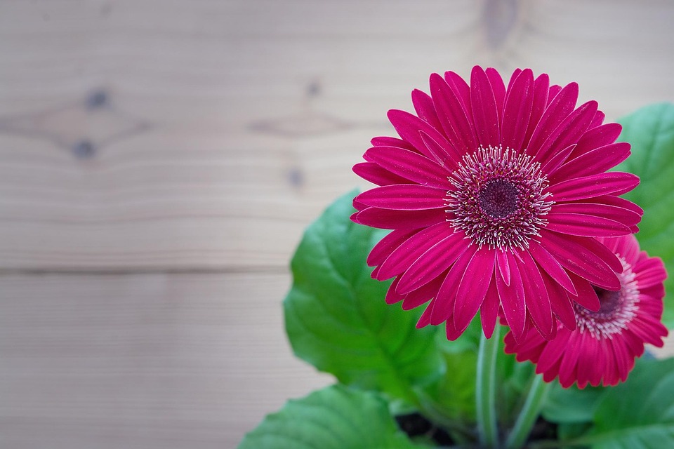 gerbera pink flower free photo on pixabay pink flower photos