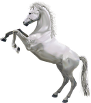 white, shah, horse