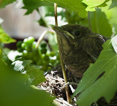 Free Bird Pup photo and picture