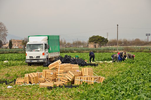 Agricultura, Recogida De Alcachofas