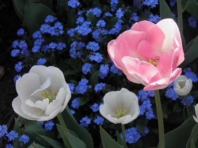 Free Flowers Colors photo and picture