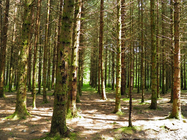Free Forest Trees photo and picture