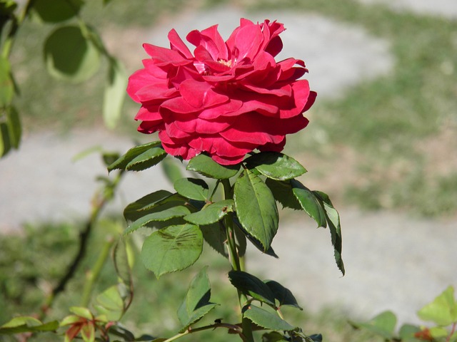 Free Flower Pink photo and picture