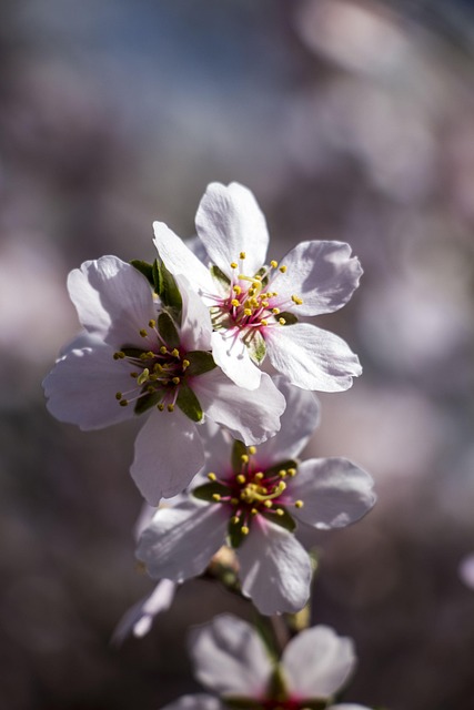 Free Spring Nature photo and picture
