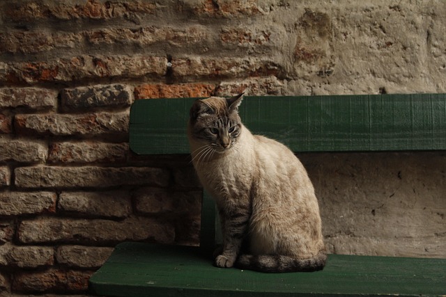 Free Cat Animal photo and picture