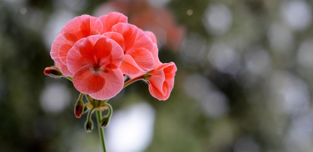 Flor, Rojo, Planta, Verde, Florecer