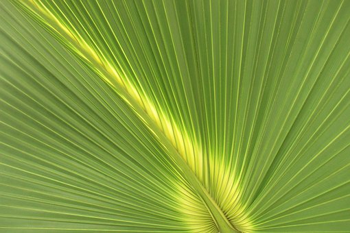 Free Palm Tree Leaf photo and picture