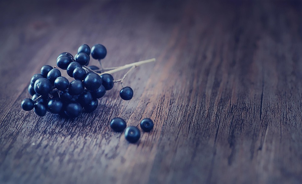 Ligustro, Frutti Di Bosco, Blu Scuro