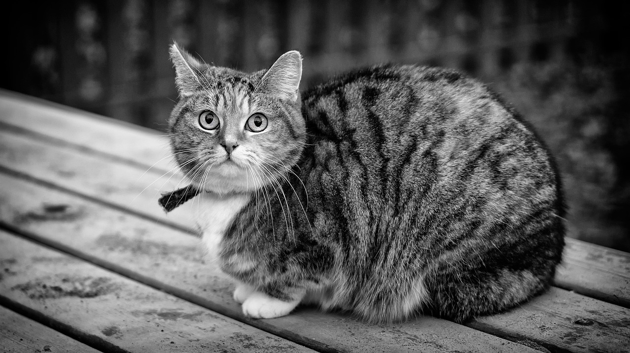 Black And White Cat Animal - Free photo on Pixabay