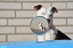 theo, jack russell, terrier
