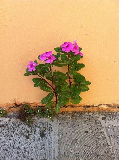 Free Flower Plant photo and picture