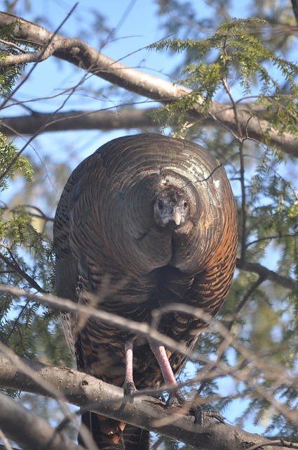 Free Turkey Turkey In Hemlock Tree photo and picture