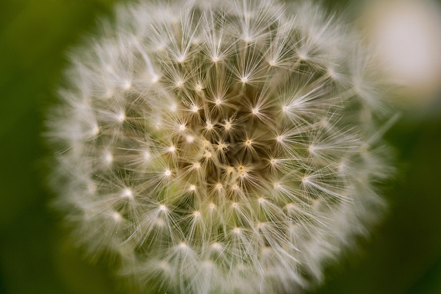 Free Dandelion Macro photo and picture