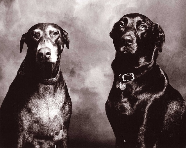 Free Dogs Black And White Portrait photo and picture