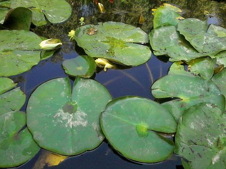 Water, Lelies, Vijver, Water Lily