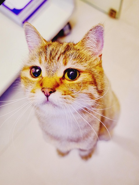Free Pet Cuteness photo and picture