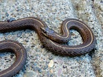 garter snake, snake, reptile