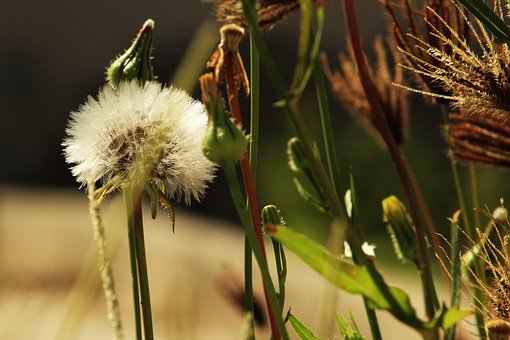 Free Flower Flower Background photo and picture