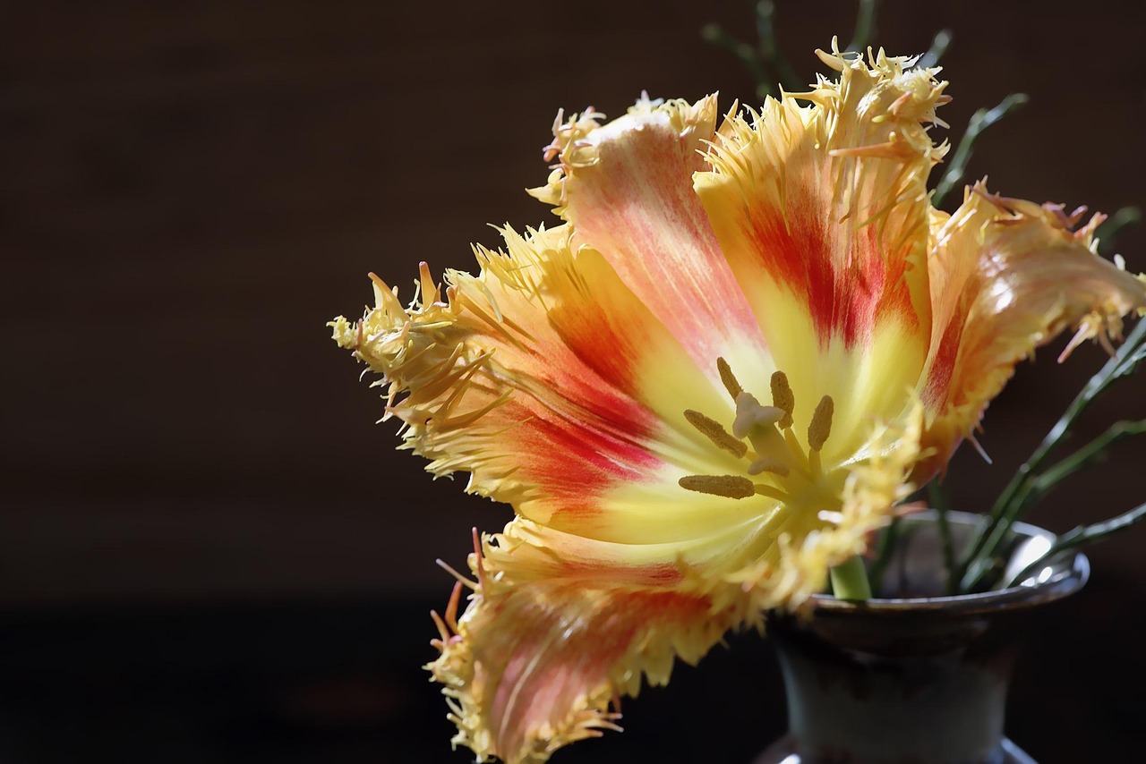 Tulip - free online jigsaw puzzle photo