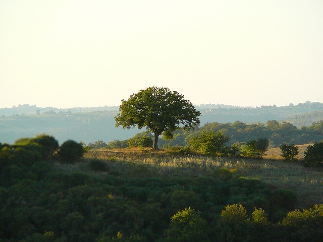 Free Landscape Tree photo and picture