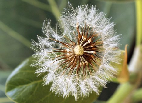 Free Nature Flower photo and picture