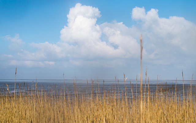 Free Reed Sea photo and picture