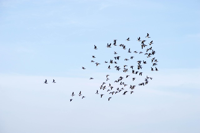 Free Birds Air photo and picture
