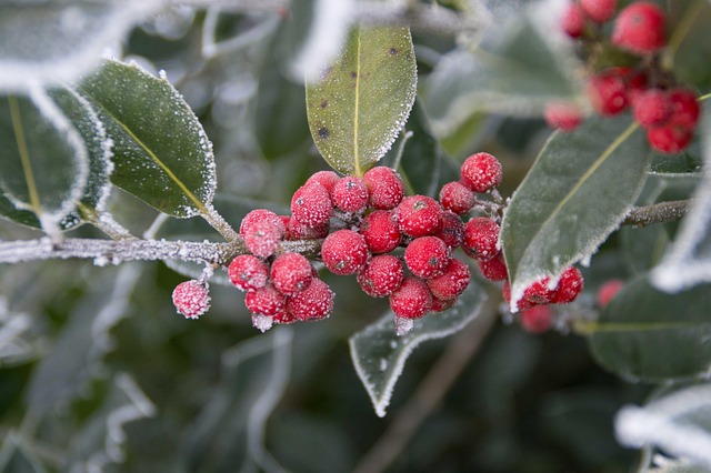 Free Winter Berry photo and picture