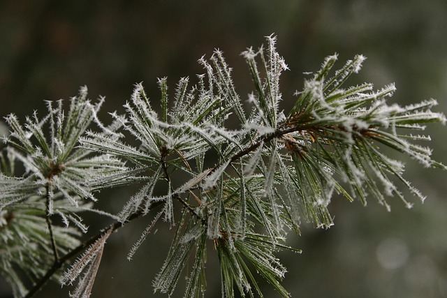Winter, Kiefer, Raureif, Grün, Nadelbaum