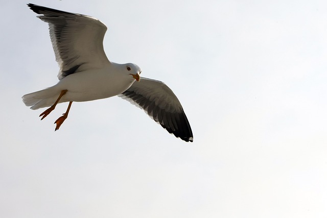 Möwe, Flug, Vogel, Himmel, Tier
