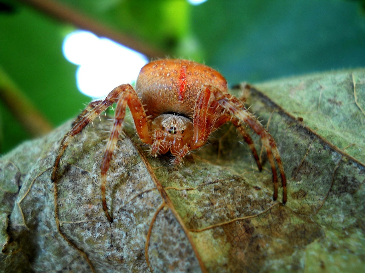 Insecto El Verano Naturaleza - Foto gratis en Pixabay - Pixabay