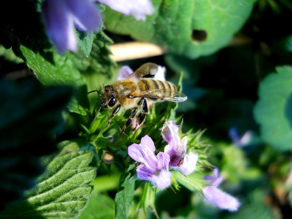 Nature The Insect - Free photo on Pixabay