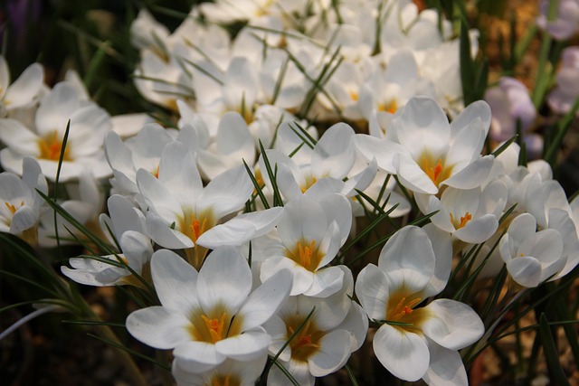 Free Flowers Spring photo and picture