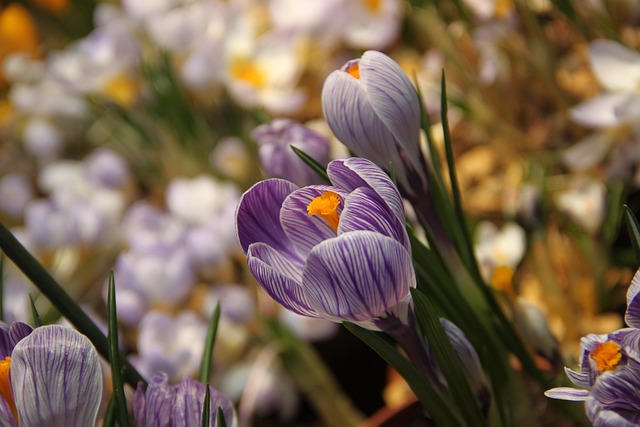 Free Spring Crocus photo and picture