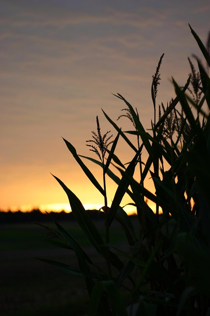 Free Sunrise Sun photo and picture