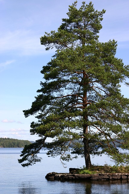 Free Lake Sweden photo and picture