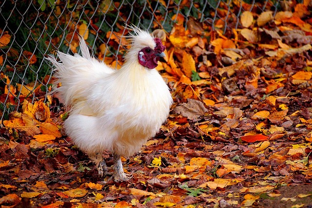 Free Nature Fall photo and picture