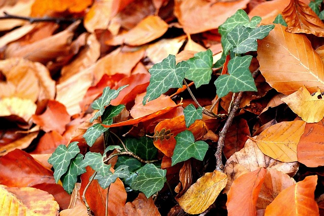 Free Nature Fall photo and picture