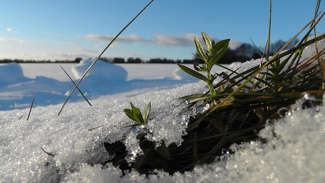 Free Grass Snow photo and picture