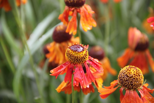 Free Flowers Garden photo and picture