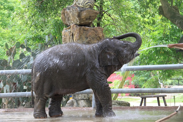 Free Baby Elephant Thailand photo and picture