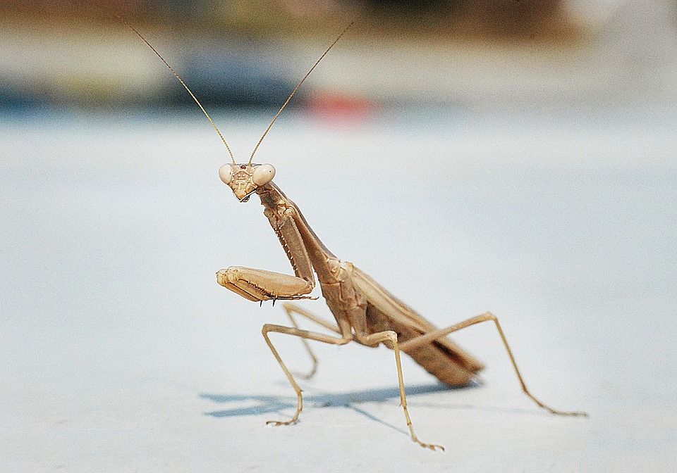 Mane Insecte Mante Macro Insecte · Photo gratuite sur Pixabay