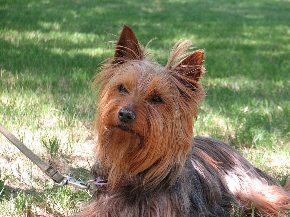 Dog Face Brown LongFur · Free photo on Pixabay