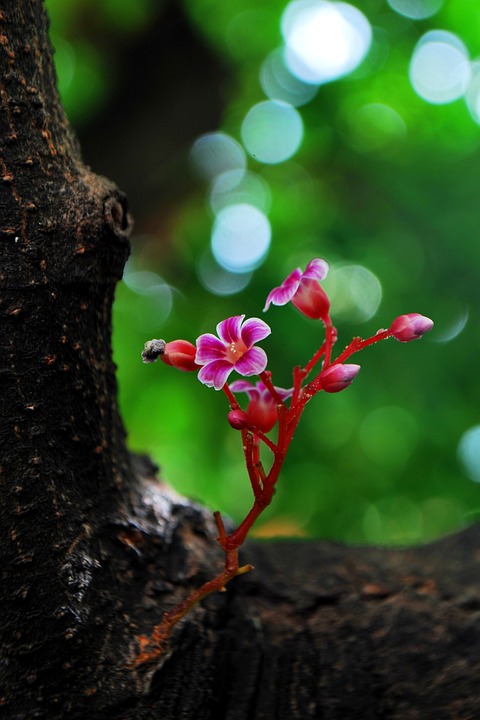 sent flowers term little flower free photo on pixabay